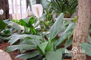 紅一帆風(fēng)順的養(yǎng)殖方法和注意事項(xiàng)