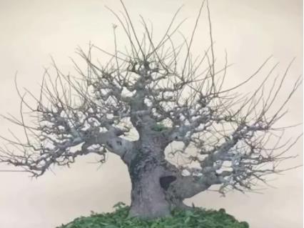 樸樹(shù),下山,注意事項(xiàng)