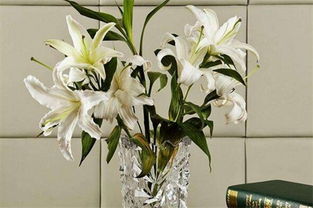 養(yǎng)百合花應注意事項