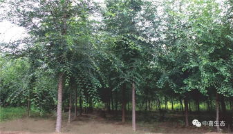 冬季移栽樹(shù)木注意事項(xiàng),冬天移栽葡萄樹(shù)注意事項(xiàng),秋季移栽樹(shù)木注意事項(xiàng)