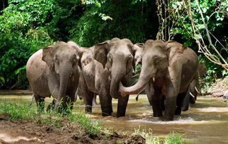 注意事項,旅游,野象谷