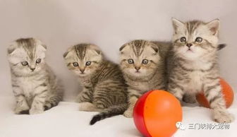 收養(yǎng)流浪小貓注意事項(xiàng),關(guān)于收養(yǎng)三個(gè)月的小貓的注意事項(xiàng),新收養(yǎng)小貓注意事項(xiàng)