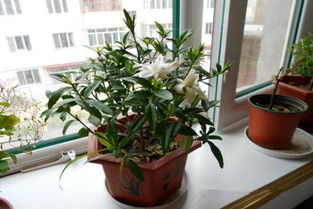 麒麟,養(yǎng)殖,注意事項,方法