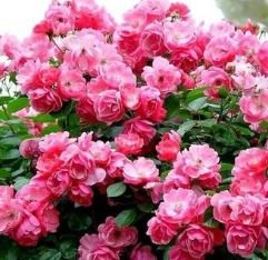 室內(nèi)睡蓮的種植方法和注意事項(xiàng),薔薇地栽種植方法和注意事項(xiàng),薔薇種子種植方法和注意事項(xiàng)