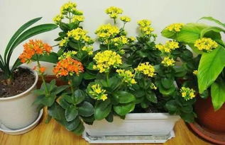 秋季家庭花卉移植注意事項