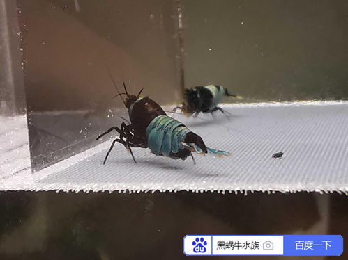 養(yǎng)殖,注意事項,水晶