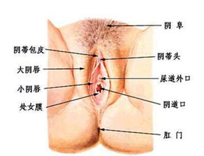 膿腫,術(shù)后,注意事項(xiàng),巴氏