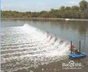 魚(yú)塘,注意事項(xiàng)