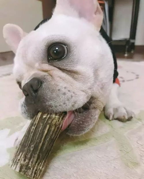 法斗懷孕注意事項(xiàng)