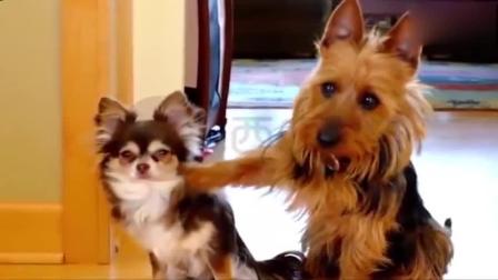 豬采精注意事項(xiàng),雞的采精操作注意事項(xiàng)有哪些?,新手買(mǎi)狗注意事項(xiàng)