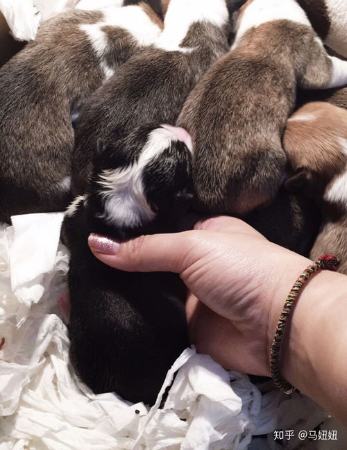 狗狗生寶寶后注意事項(xiàng),小貓咪生寶寶注意事項(xiàng),加菲貓生寶寶注意事項(xiàng)