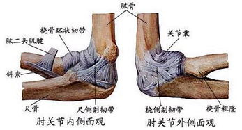 頸椎脫臼法處死小鼠注意事項(xiàng),小白鼠頸椎脫臼法,頸椎脫臼處死法