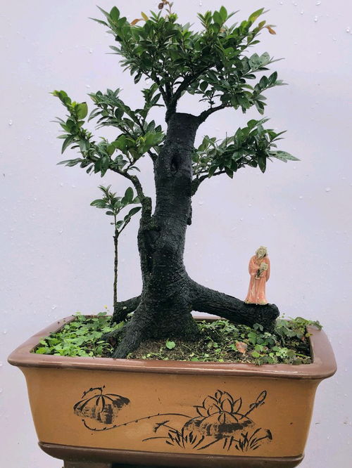 盆景,養(yǎng)護(hù),注意事項(xiàng),管理