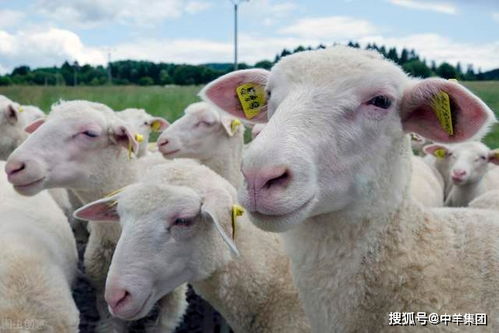 母羊,產(chǎn)前,注意事項