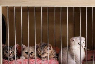 買后院貓注意事項