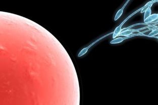 著床,注意事項,當天