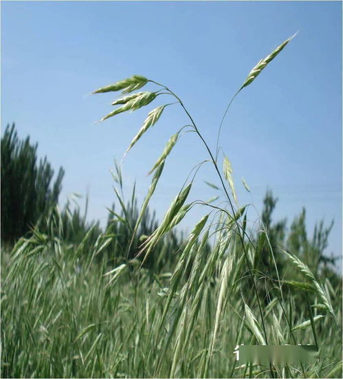 注意事項(xiàng),啶磺草胺