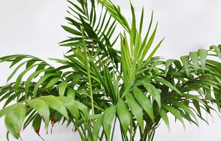 散尾葵的養(yǎng)殖方法和注意事項(xiàng)盆栽,散尾葵鳳尾竹的養(yǎng)殖方法和注意事項(xiàng),散尾葵的養(yǎng)殖方法和注意事項(xiàng)葉子枯焦