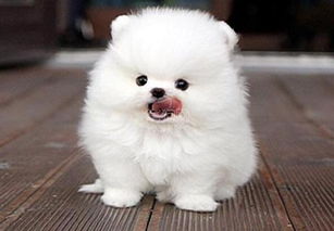 兩個多月博美怎么喂養(yǎng)以及注意事項(xiàng),博美驅(qū)蟲注意事項(xiàng),博美洗澡注意事項(xiàng)