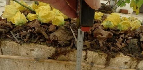 泡沫箱種蔬菜注意事項,泡沫箱種菜注意事項,泡沫箱合同注意事項