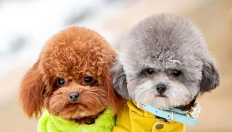 1歲貴賓犬的注意事項