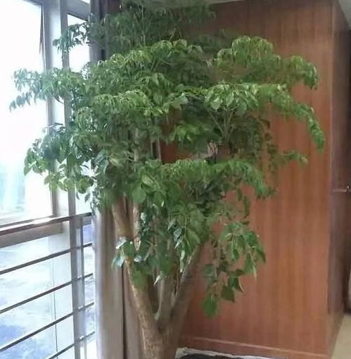 室內(nèi)養(yǎng)花七點(diǎn)注意事項(xiàng)