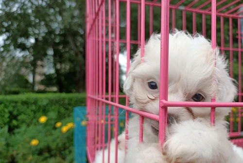 比熊生產(chǎn)注意事項,比熊喂養(yǎng)注意事項,比熊幾個月?lián)Q牙,注意事項