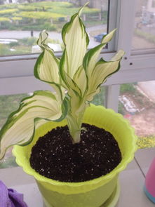 紫羅蘭插水注意事項