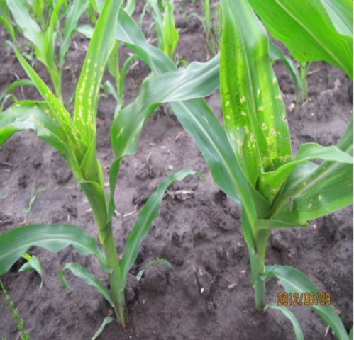 苗期,花木,移植,秋季