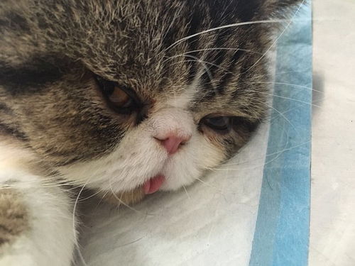 公貓,去勢(shì),注意事項(xiàng)