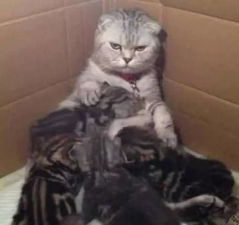 給貓洗澡要注意事項(xiàng),母貓生第一胎注意事項(xiàng),母貓生小貓注意事項(xiàng)