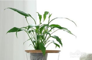 水培,注意事項(xiàng),方法,寶樹