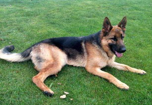 德牧洗澡注意事項,飼養(yǎng)德牧的注意事項,德牧換牙注意事項