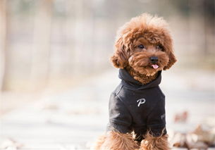 泰迪公狗做絕育手術(shù)后注意事項