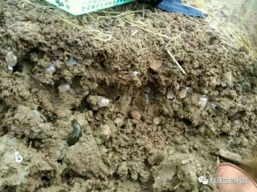 注意事項(xiàng),種蛭產(chǎn)繭