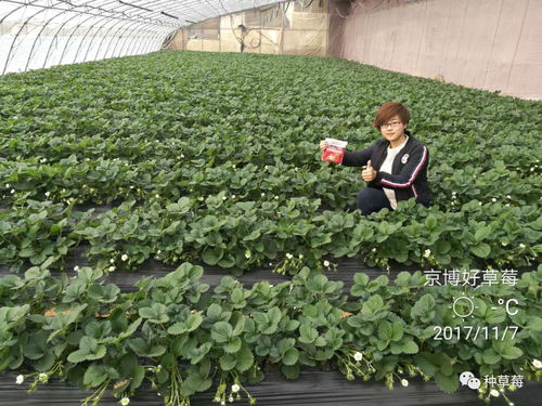 草莓澆水應該注意事項