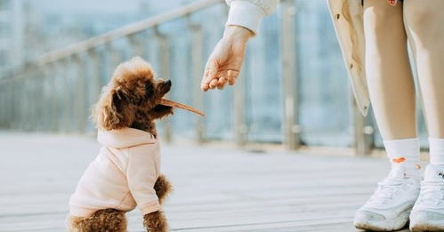 月子,注意事項,泰迪做