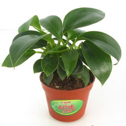 非洲,養(yǎng)殖,注意事項(xiàng),方法