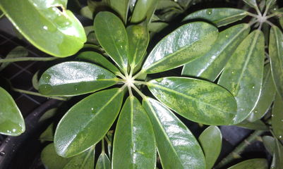 種植,注意事項(xiàng),方法,鴨腳木