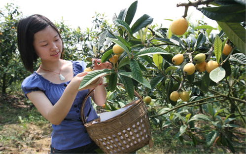 枇杷樹種植注意事項
