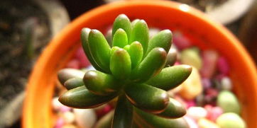 虹之玉的繁殖方法和注意事項(xiàng),虹之玉養(yǎng)殖注意事項(xiàng),虹之玉的養(yǎng)殖方法和注意事項(xiàng)簡(jiǎn)介