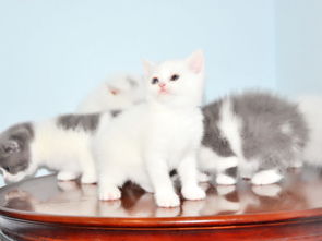 母貓產(chǎn)仔注意事項(xiàng),貓生小貓后注意事項(xiàng),母貓剛生完注意事項(xiàng)