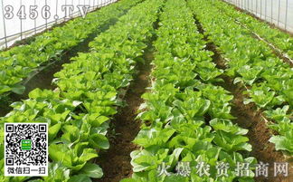 春天移栽菜苗有什么注意事項(xiàng)