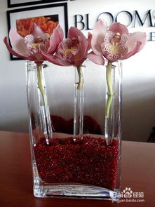 月季,種植,注意事項,室內(nèi)