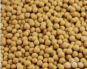 大豆,過敏,注意事項(xiàng)