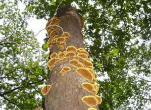 木耳的注意事項(xiàng),吃木耳的注意事項(xiàng),木耳的吃法注意事項(xiàng)