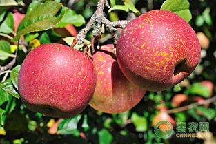 蘋果采摘注意事項(xiàng)