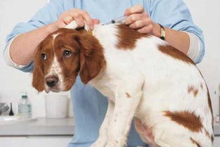 狗狗沒打完預防帶出門注意事項