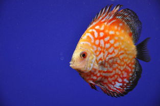 燕魚繁殖方法及注意事項,養(yǎng)燕魚的注意事項,新手養(yǎng)燕魚注意事項