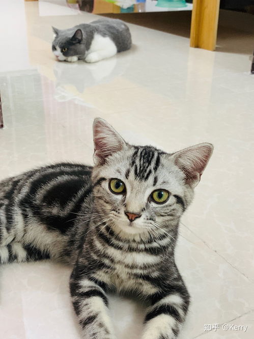 飼養(yǎng),注意事項